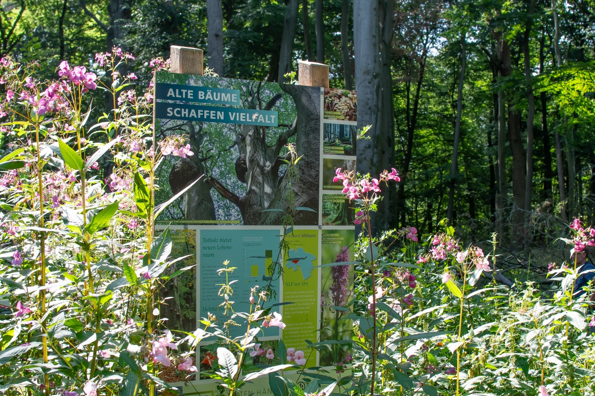 Info-Tafeln inmitten von Blumen
