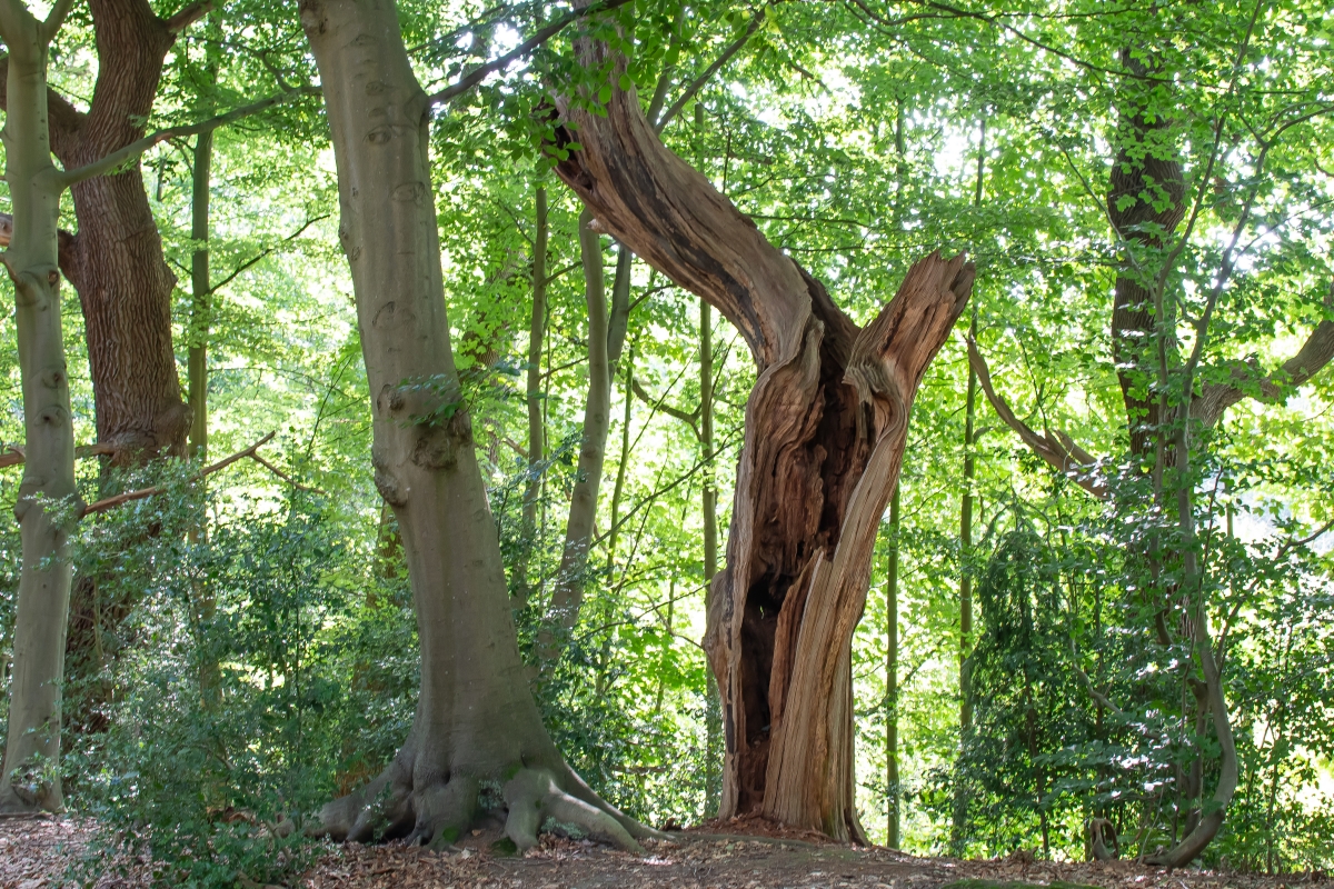 Ein Wald mit dicken Baumstämmen und vielen grünen Blättern
