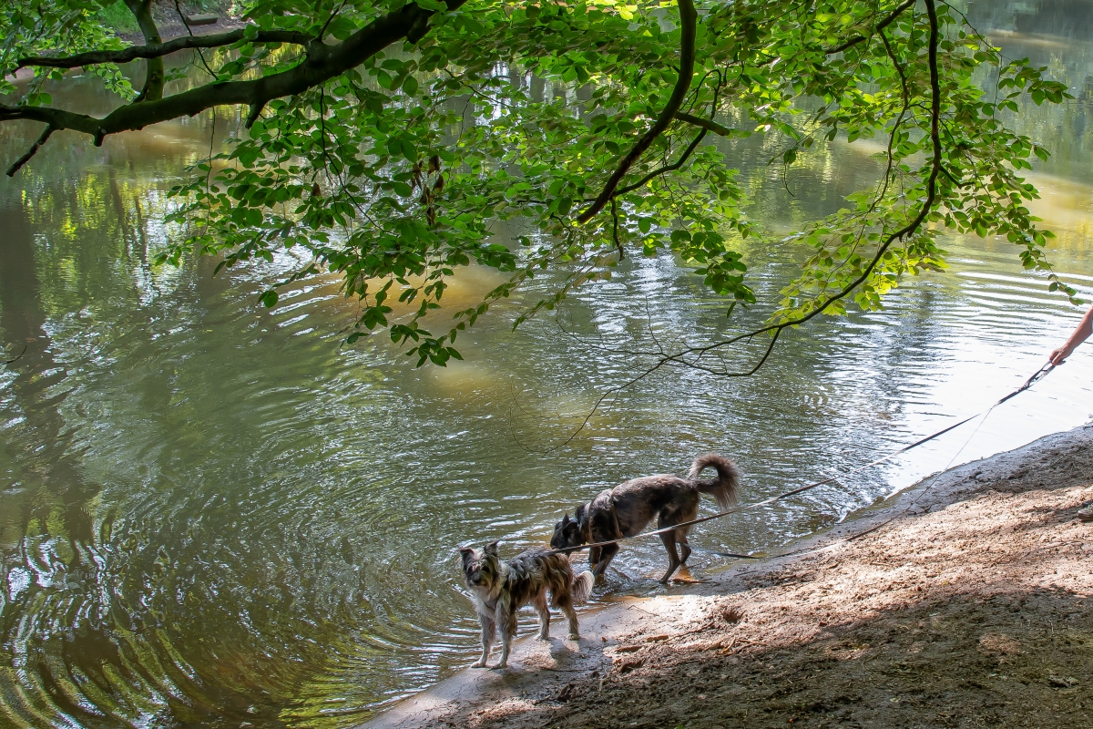 Zwei Hunde, die am Ufer eines Sees stehen. 