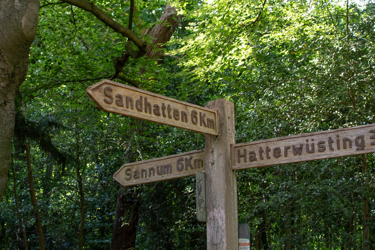 Richtungsweisende Schilder, die im Wald stehen
