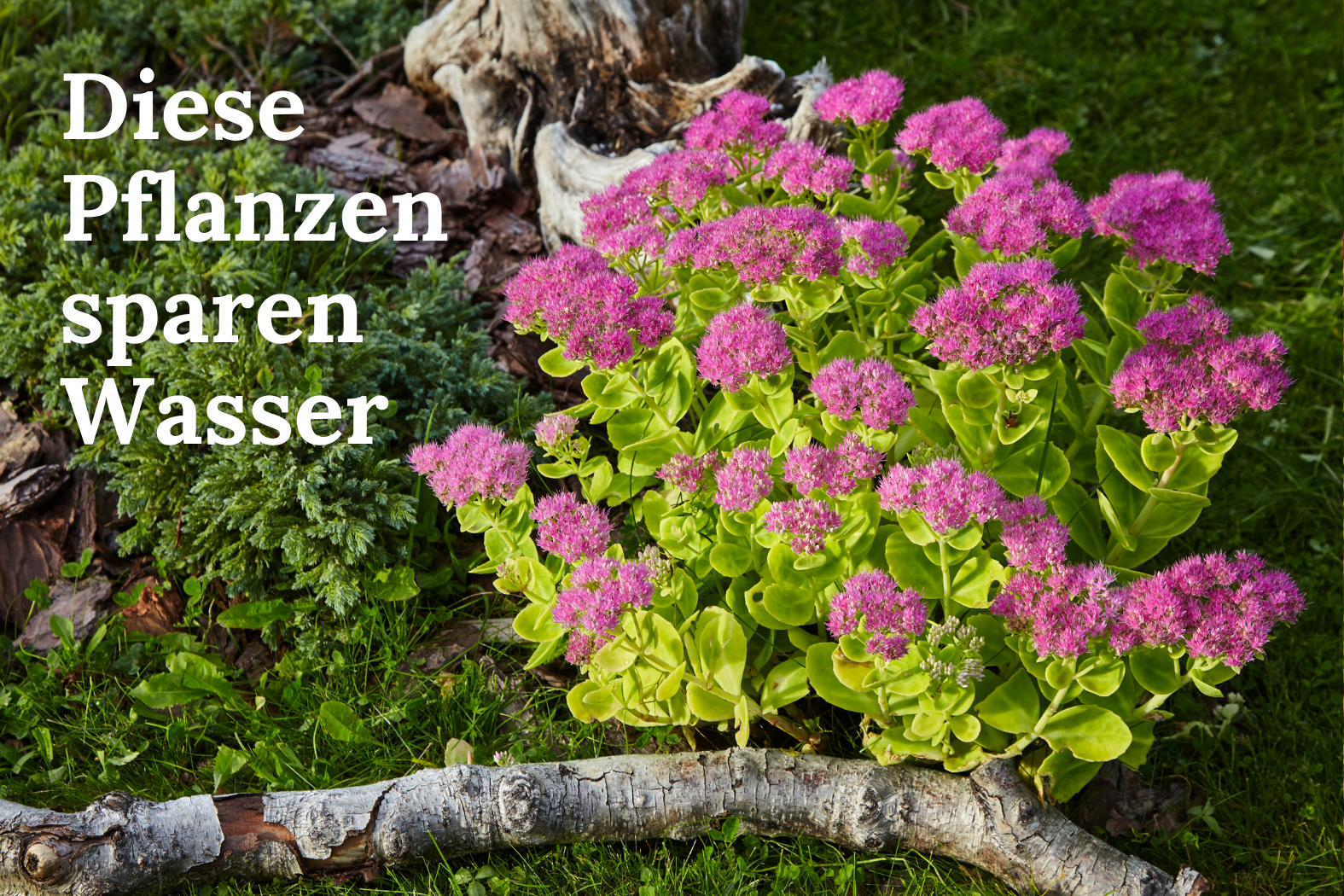 Sie brauchen wenig Wasser und sehen trotzdem schön aus! Welche wassersparenden Pflanzen es gibt und welche Vorteile sie uns allen bringen, verraten wir Ihnen. 