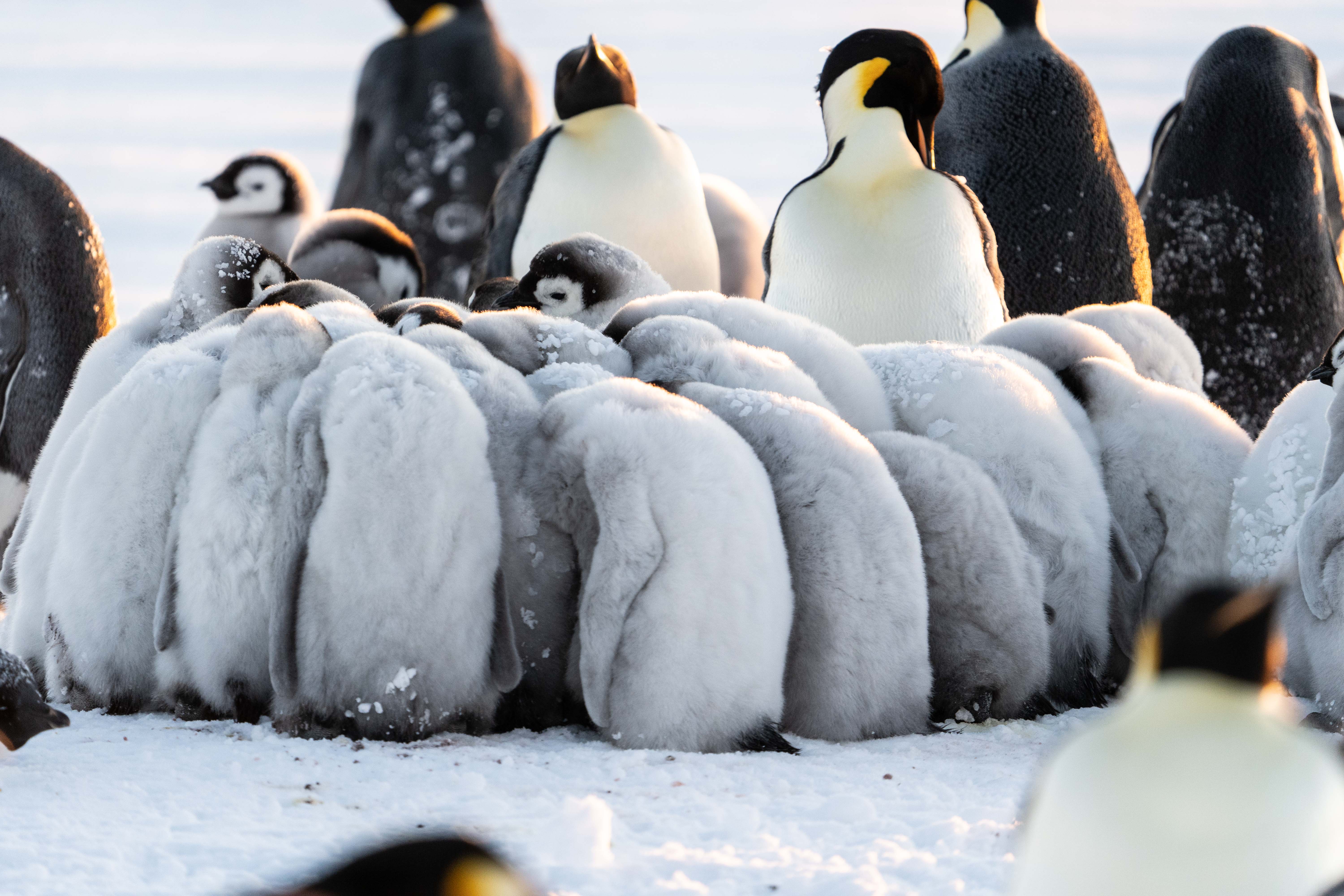 Kaiserpinguine kuscheln sich im Eis zusammen
