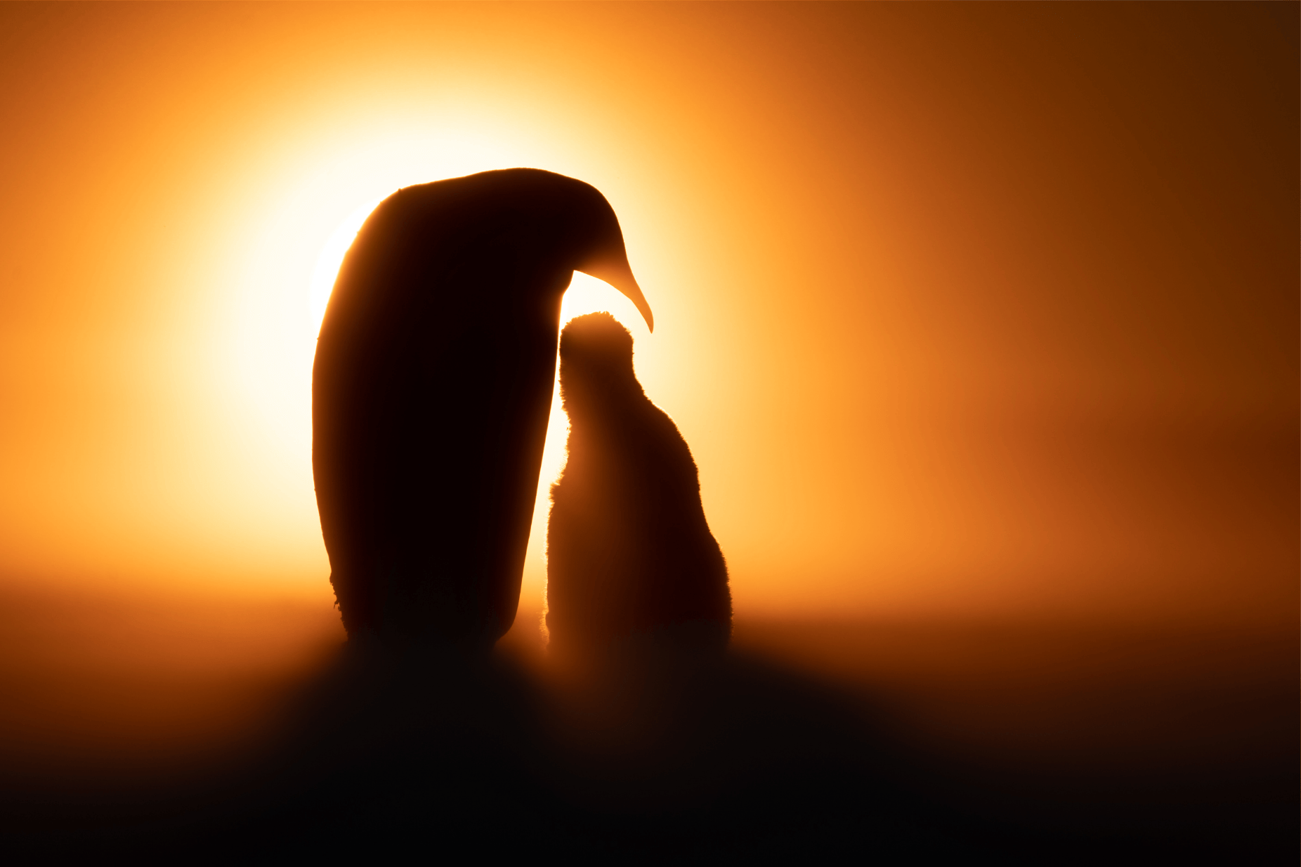 Babypinguin kuschelt mit ihrer Mama