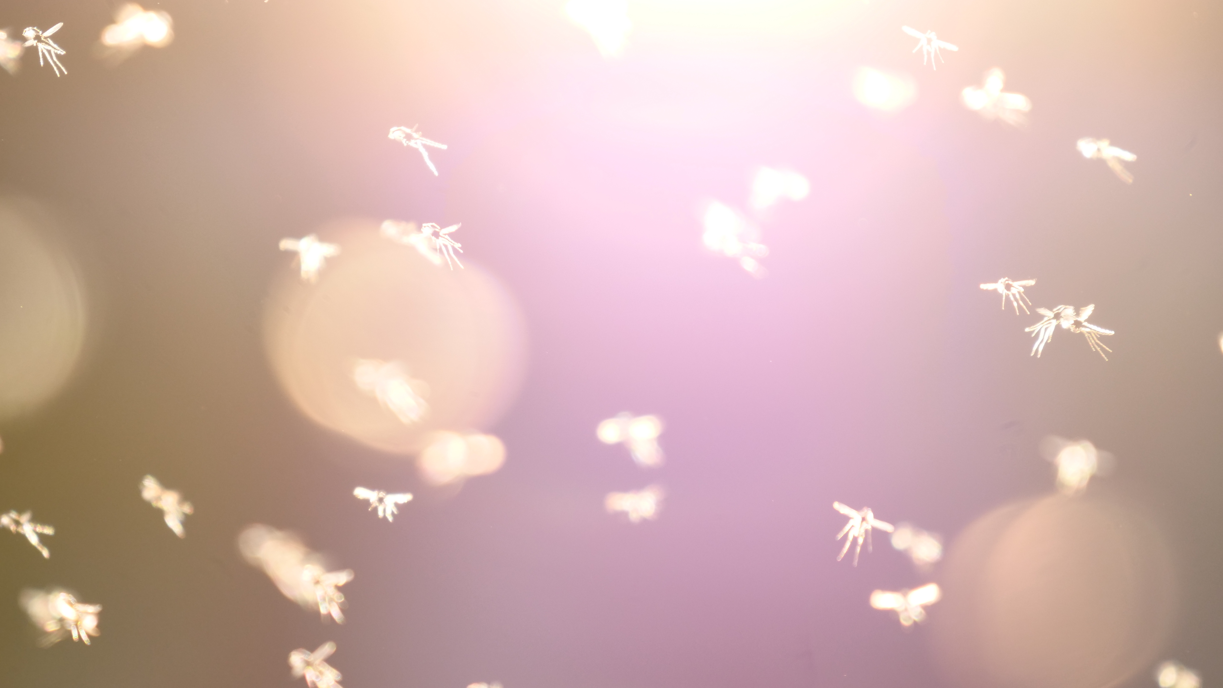 fliegende Mücken im Licht - einfach Heimat