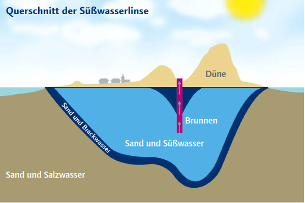 SüÃwasserlinse