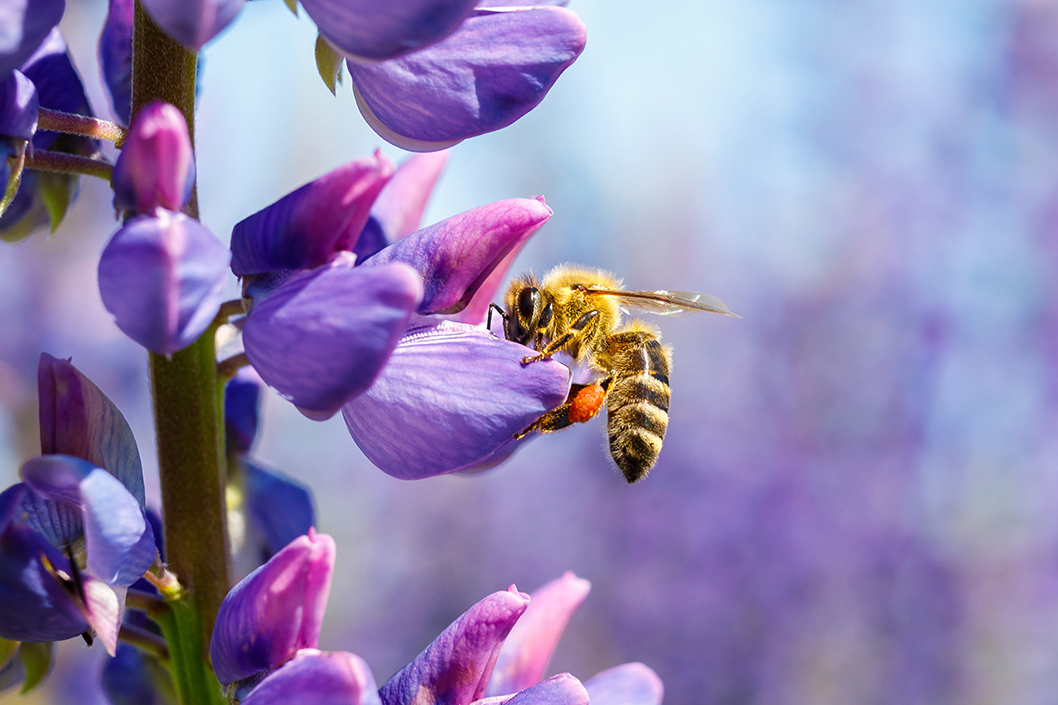 Was hat Insektenschutz mit Gewässerschutz zu tun?