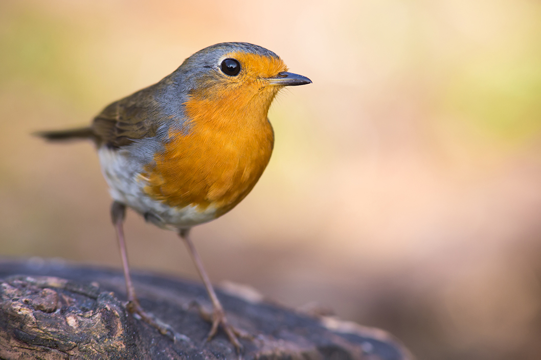 Sehr zum Wohle, liebes Rotkehlchen! Vogel des Jahres 2021