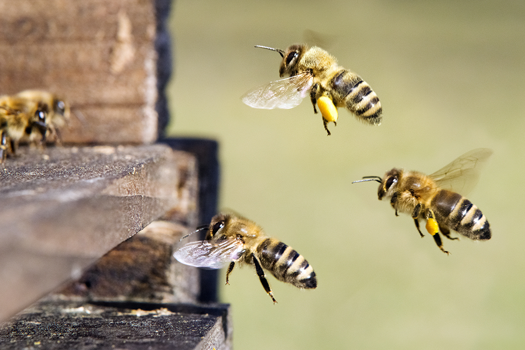 Am 20. Mai ist Weltbienentag